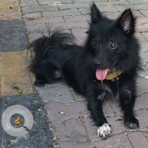 Found: Black Male Pomeranian Dog from Sulochana Building,  Behind Fire Bridge, Sec-16(A), Vashi, Navi Mumbai-3