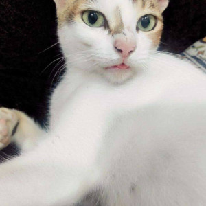 Missing: White-Brown Mix Female Indie Cat from Chembur Camp Crime Branch-2