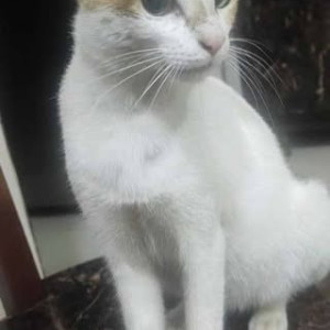 Missing: White-Brown Mix Female Indie Cat from Chembur Camp Crime Branch-3