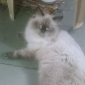 Found: White and Grey Male Persian Cat from Dorabjee Mall Mohamadwadi-2