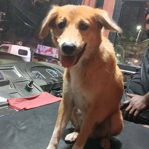 A White-Brown Mix Indie Dog Missing from Goregaon, Mumbai