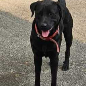 Missing: Black Male Labrador Dog from Canal road, off Prabhat Rd, Deccan Gymkhana, Pune