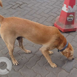 Found: Brown Male Indie Dog from Esquare, Pune University Road-2