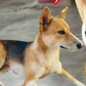 Missing: Black and Brown Female Indie Dog from Dhanmil Tila, Garwanpatty, Tezpur-2