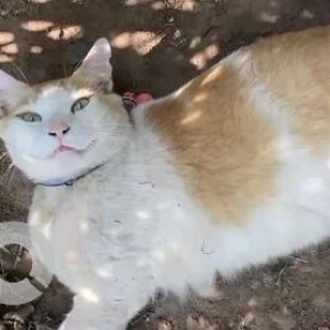 Missing: Orange Male Indie Cat from Saltamontes Garden Cafe & Bar, Anjuna-2