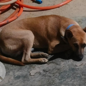 Brown Male Indie Dog is Missing from pattanam, coimbatore tamilnadu 641016