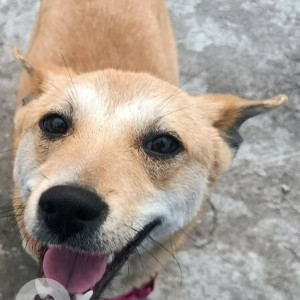 Missing: White-Brown Mix Female Indie Dog from Rangmahal, North Guwahati-3