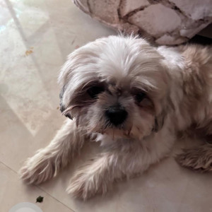 Missing: White and Grey Female Shih Tzu Dog from Housing Board, Anantapur, Andhra Pradesh