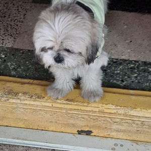 Missing: White and Grey Female Shih Tzu Dog from Housing Board, Anantapur, Andhra Pradesh-2