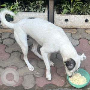 Missing: Black and White Female Indie Dog from Alaknanda, New Delhi-2