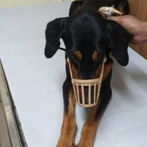 Found: Black and Brown Male Doberman Dog from Turahalli forest area, Bangalore