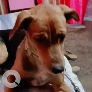 Missing: Black Female Rottweiler Dog from Kaimur Mohania, Bihar-2