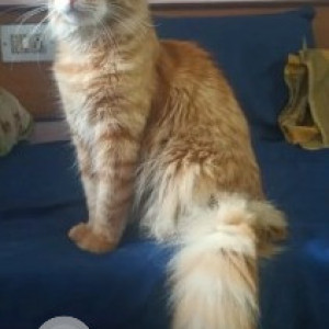 A White-Brown Mix Persian Indie mix Cat Missing from Dooravani Nagar, Bengaluru-2