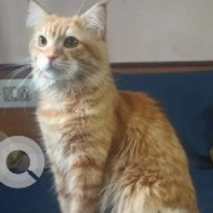 A White-Brown Mix Persian Indie mix Cat Missing from Dooravani Nagar, Bengaluru