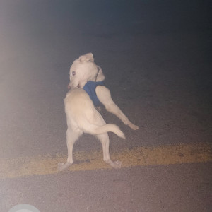 Missing: White Male Labrador Dog from Tathali Bhaktapur Near Shree Itta Bhatta-2