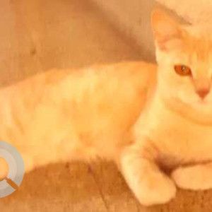 Missing: Orange Not Available Tabby Cat from Gondhale Nager Hadapsar, Pune