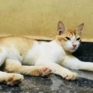 A White-Brown Mix Persian Indie mix Cat Missing from Whitefield, Bengaluru-2