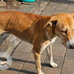 Missing: White-Brown Mix Male Indie Dog from Bavdhan near ICICI bank-2