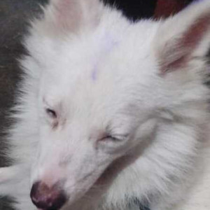 Found: White Male Spitz Dog from Pitampura, Delhi-2