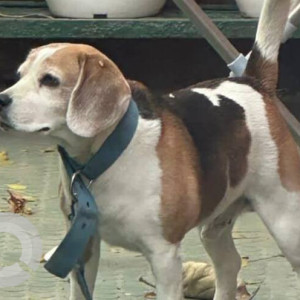 A Black and Brown Beagle Dog Missing from Sector 16A, Faridabad
