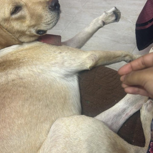 Missing: White Male Labrador Dog from Sri Ramalu Street, Santosh Nagar, Madhanandhapuram, Porur-2