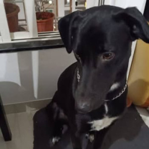 Missing: Black and White Male Indie Dog from Undri/Nibm area-2