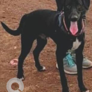 Missing: Black and White Male Indie Dog from Undri/Nibm area-3