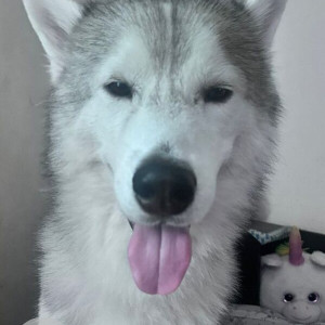 A White and Grey Husky Dog Missing from Hongasandra, Bengaluru