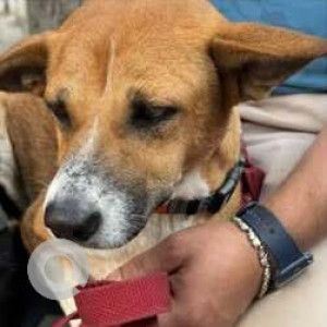 Found: Brown Female Indie Dog from Koregaon Park