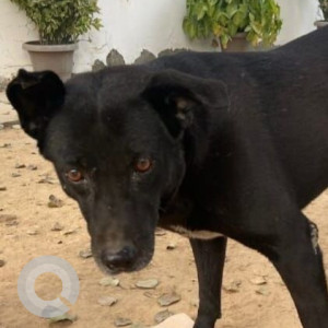 Missing: Black Male Indie Dog from DLF Phase 2, Gurgaon