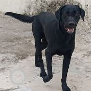 Found: Black Male Labrador Dog from Chandanagar-2