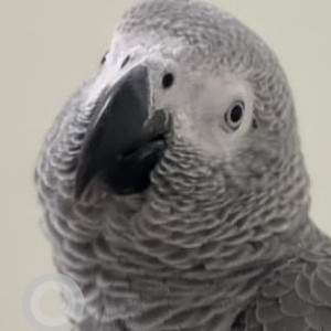 Missing: Grey Male African Grey Parrot Parrot from Purva Windermere Bhavani Amman Kovil Street, Chennai