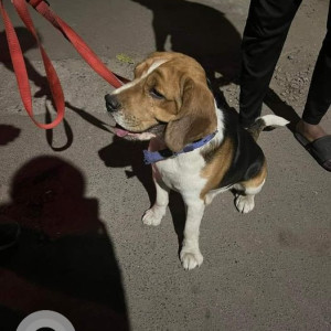 Found: White-Brown Mix Male Beagle Dog from sadashiv peth