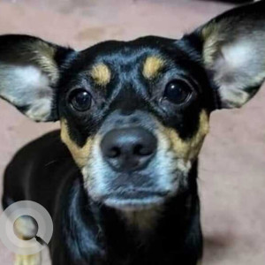 Missing: Black and Brown Male Chihuahua Dog from I-80E Scotrun rest area