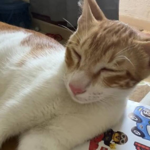 A White-Brown Mix Indie Cat Missing from Navi Mumbai-2