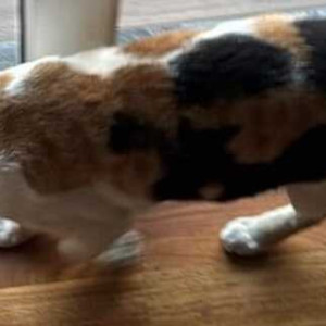 Missing: Black and White Female Indie Cat from Kalyani Nagar Verde, Pune-2