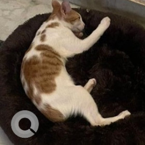 Missing: White-Brown Mix Male Indie Cat from Mansarover Garden F Block-2