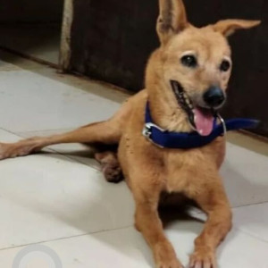 Missing: Brown Female Indie Dog from Nachinola Goa
