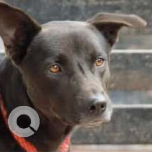 Missing: Black Male Indie Dog from Balluar