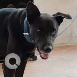 Missing: Black Male Indie Dog from Balluar-2