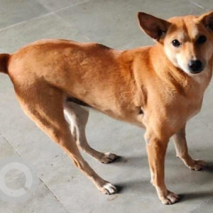 Missing: Brown Female Indie Dog from Empress Garden, Pune-2