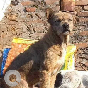 Missing: Brown Male Barak hound Dog from Bhimsensthan ward 20 area