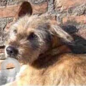 Missing: Brown Male Barak hound Dog from Bhimsensthan ward 20 area-2