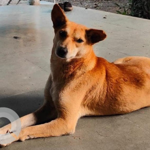 Missing: Brown Female Indie Dog from Empress Garden, Pune