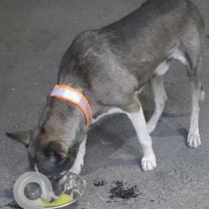 Missing: Grey Male Indie (mix) Dog from Sector 18, Noida-2