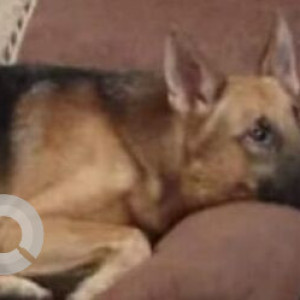 Missing: Black and Brown Male German Shepherd Dog from Vikas puri, West Delhi-2