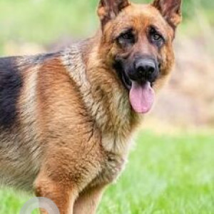 Missing: Black and Brown Male German Shepherd Dog from Panipat Bus Stand, Haryana-2