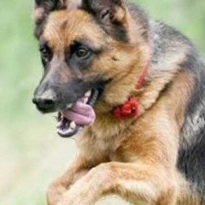 Missing: Black and Brown Male German Shepherd Dog from Panipat Bus Stand, Haryana