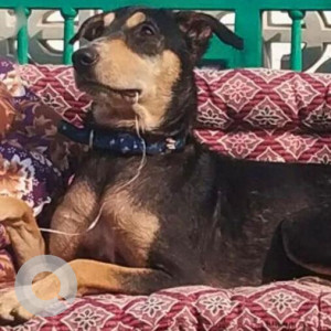 Missing: Black and Brown Male Indie Dog from H Block Park, Jangpura