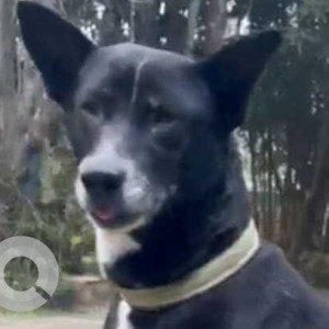 Missing: Black and White Female Indie Dog from Mirza near DK College